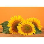 WEBLUX 45286200 Fototapeta papír sunflowers on yellow background slunečnice na žlutém pozadí rozměry 184 x 128 cm – Zboží Mobilmania