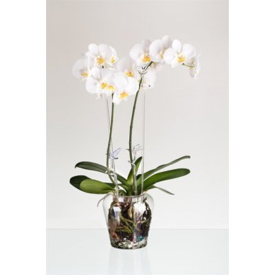 DT GLASS Klima váza pro orchidej – Hledejceny.cz