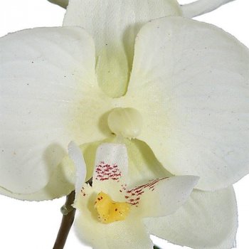 Gasper Gasper Orchidej - krémová (201027-48)