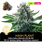 Drskunk Hash Plant Feminizováno semena neobsahují THC 1 ks – Hledejceny.cz