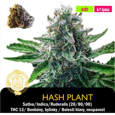 Drskunk Hash Plant Feminizováno semena neobsahují THC 1 ks – Hledejceny.cz