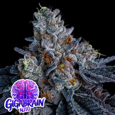 Giga Brain Auto Anesia Seeds semena neobsahují THC 5 ks – Zbozi.Blesk.cz