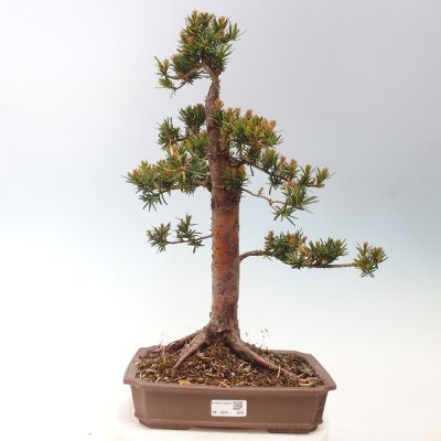 e-bonsai Venkovní bonsai - Taxus cuspidata - Tis japonský – Sleviste.cz