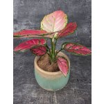 Aglaonema Pink 10 cm – Sleviste.cz