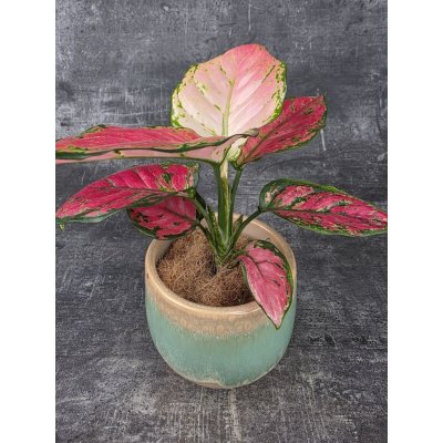 Aglaonema Pink 10 cm – Sleviste.cz