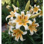 Lilie 'Mister Cas' 1 ks – Hledejceny.cz