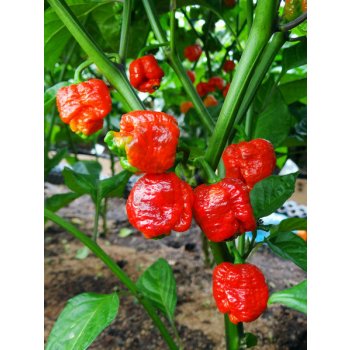 Trinidad Scorpion Moruga