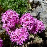 Kohoutek alpský Lychnis alpina semena kohoutku 20 ks – Sleviste.cz