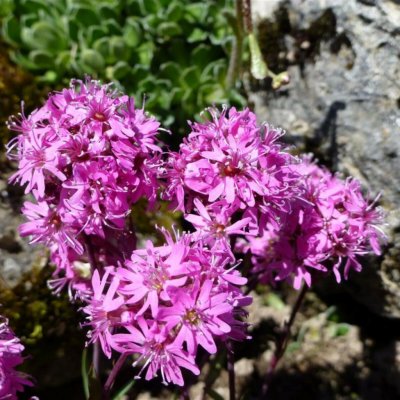 Kohoutek alpský Lychnis alpina semena kohoutku 20 ks – Sleviste.cz