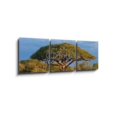 Obraz s hodinami 3D třídílný - 150 x 50 cm - African Acacia tree, Hwange National Park, Zimbabwe Africký strom akácie, národní park Hwange, Zimbabwe – Zboží Mobilmania