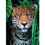 Clementoni Jaguár v džungli 500 dílků – Sleviste.cz