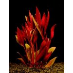 Alternanthera rubra - Plevuňka červená – Zboží Dáma