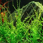 Echinodorus vesuvius – Zboží Dáma