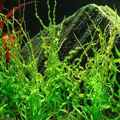 Echinodorus vesuvius – Zboží Dáma