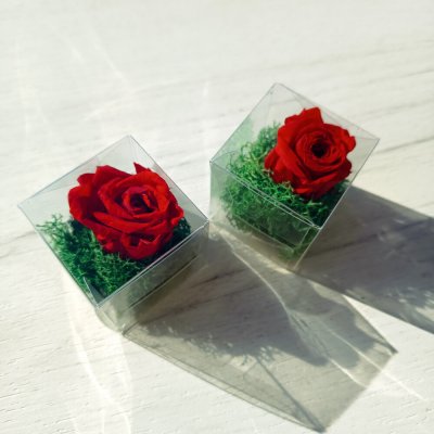 Mini stabilizovaná růže v boxu – červená – Zboží Dáma