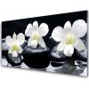 Obraz akrylový obraz Květ Kameny Rostlina 100x50 cm