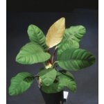 Anubias barteri var. coffeefolia – Zboží Mobilmania