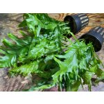 Microsorum Pteropus Lionfish – Hledejceny.cz