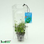 Hydrocotyle tripartita - Pupečník trojdílný – Hledejceny.cz