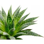 Canvit BARF Aloe Vera Gel Extract 40 g – Zboží Mobilmania