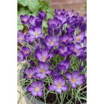 Krokus 'Whitewell Purple' 10 ks – Zboží Dáma