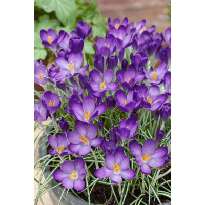 Krokus 'Whitewell Purple' 10 ks – Zboží Dáma