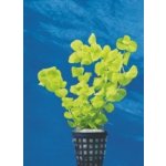 Lysimachia nummularia aurea – Zboží Dáma