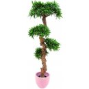 Bonsai palma s 4800 listy 120cm