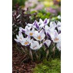 Krokus 'Lady killer chrysanthus' 10 ks – Zboží Dáma