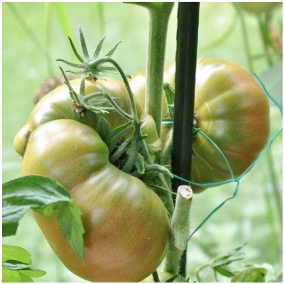 BIO Rajče Ananas Noire - Solanum lycopersicum - bio semena rajčete - 6 ks – Zbozi.Blesk.cz