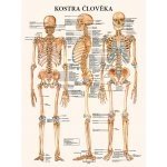 Schéma - Kostra člověka – Sleviste.cz