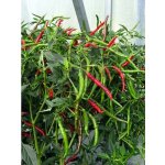 Thai Bangkok Upright – Zboží Mobilmania