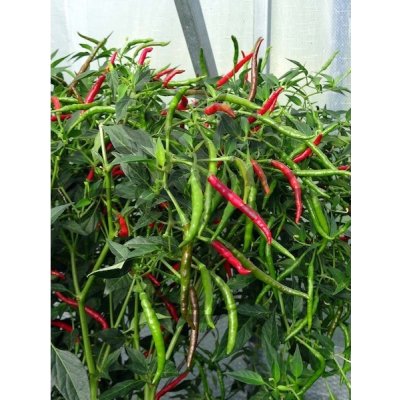 Thai Bangkok Upright – Zboží Mobilmania