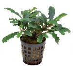 Bucephalandra Green Velvet – Zboží Dáma