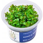 Ammania sp. Bonsai – Sleviste.cz