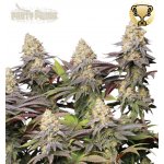 Seedstockers Panty Punch semena neobsahují THC 25 ks – Hledejceny.cz