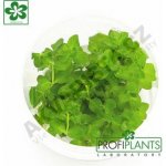 Lysimachia nummularia – Zboží Dáma