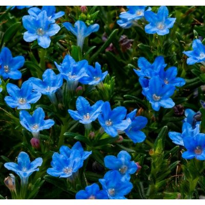 Lithodora diffusa 'Tidepool Blue' Velikost hrnku: 10,5 zel – Hledejceny.cz