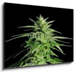 Skleněný obraz 1D - 100 x 70 cm - Potent Medical Marijuana Plant Silná lékařská marihuana rostlina
