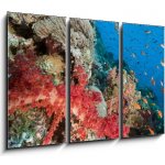 Obraz 3D třídílný - 105 x 70 cm - Marine life in the Red Sea. Mořský život v Rudém moři. – Hledejceny.cz