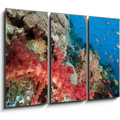 Obraz 3D třídílný - 105 x 70 cm - Marine life in the Red Sea. Mořský život v Rudém moři. – Hledejceny.cz