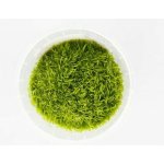 Utricularia graminifolia - Bublinatka trávolistá – Zboží Dáma