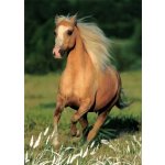 Pohlednice Kůň 97 – Zboží Dáma