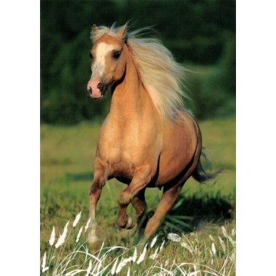 Pohlednice Kůň 97 – Zboží Dáma