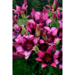 Lilie 'Purple Dream' 1 ks – Hledejceny.cz