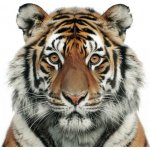 Pohlednice Tygr 1 – Zboží Dáma