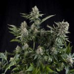 Pyramid Seeds White Widow CBD semena neobsahují THC 3 ks – Sleviste.cz