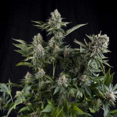 Pyramid Seeds White Widow CBD semena neobsahují THC 3 ks – Sleviste.cz