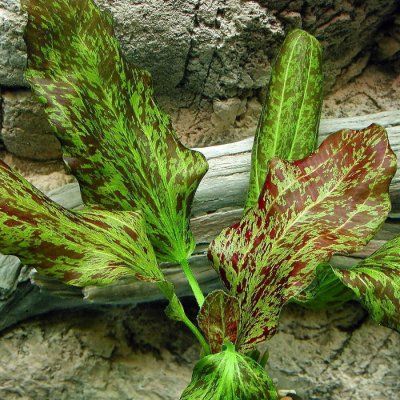 Echinodorus Green Flame – Zboží Dáma