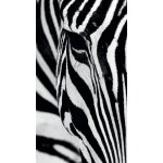 Fotozáclony Zebra 140x245cm FCS L 7519 – Hledejceny.cz